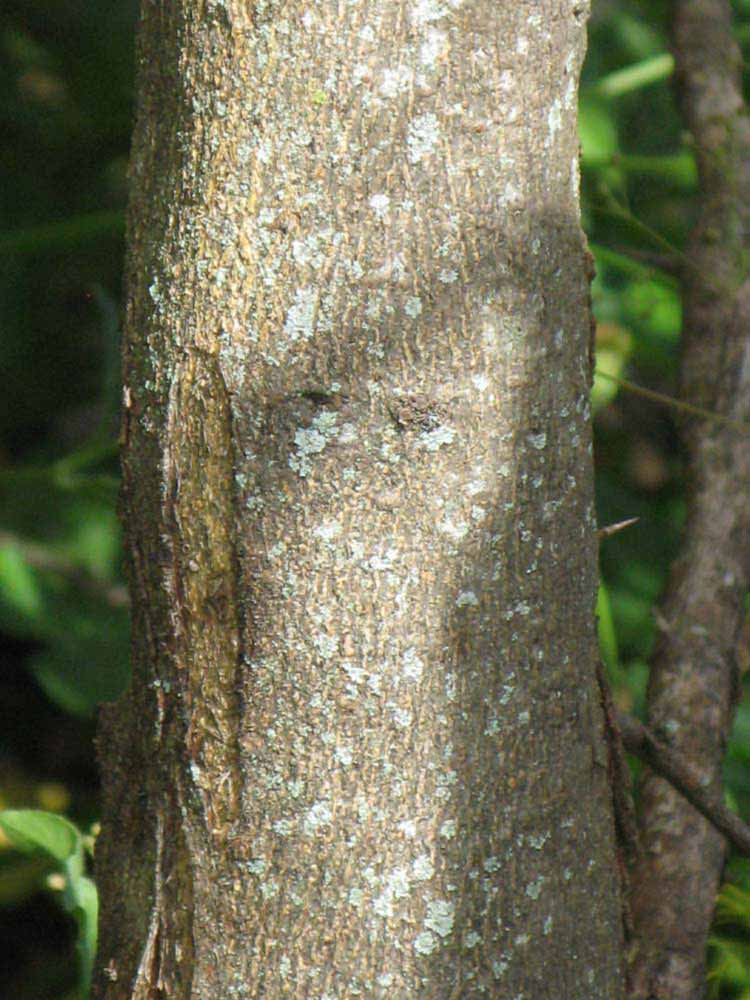         Bark (Winter Haven, FL)  